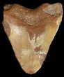 Bargain Moroccan Megalodon Tooth - #44144-2